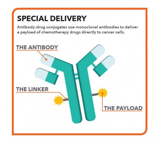 Antibody-drug conjugates use monoclonal antibodies to deliver  a payload of chemotherapy drugs directly to cancer cells.