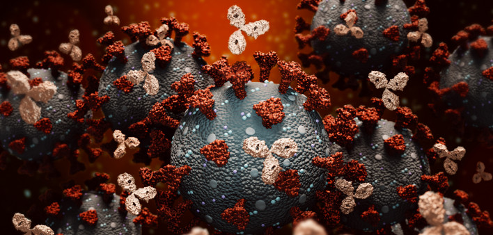 Antibodies attacking SARS-CoV-2, the coronavirus that causes COVID-19