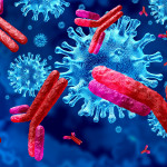 Antibodies attacking SARS-CoV-2, the coronavirus that causes COVID-19