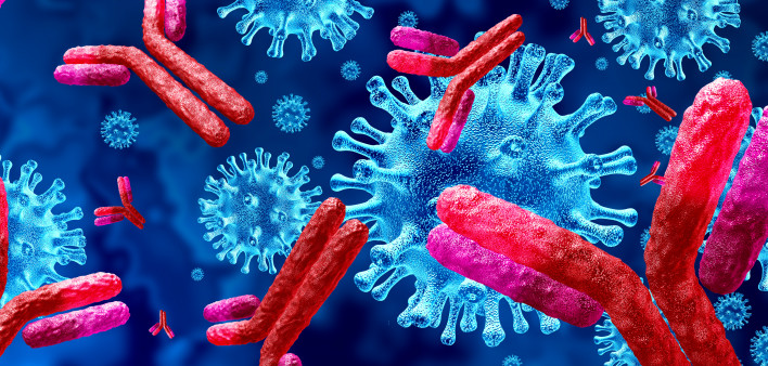 Antibodies attacking SARS-CoV-2, the coronavirus that causes COVID-19