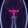 Female reproductive system