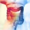 Human colon on scientific background