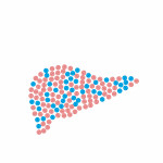 illustration of pills in shape of liver