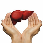 hands and liver illustration