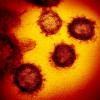 Novel coronavirus SARS-CoV-2