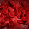 Red blood cells