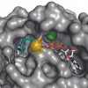 A new KRAS drug binds to a hidden pocket in the mutant protein, inactivating it.