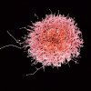 Colorized scanning electron micrograph of a natural killer cell from a human donor