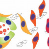 Distant tumor cells prompt perivascular cells (yellow) surrounding blood vessels (green) to undergo physical and behavioral changes (red) that promote tumor metastasis in mice.