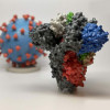 3D model of SARS-CoV2 coronavirus (back) and its spike protein (front) that enables the virus to enter human cells.