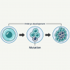 A cell with a mutation that occurs during embryo development (gray cell) grows to form some adult organs, producing a mosaic pattern in the person’s body.