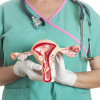 Female reproductive system