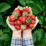 Closeup of woman hands holding freshly picked strawberries in garden, copy space. Handful of ripe red strawberry on green leaves background