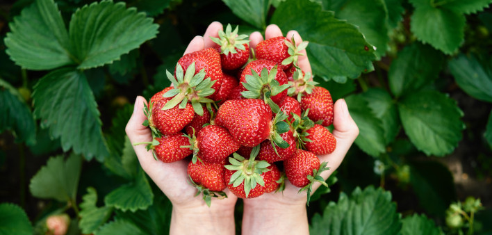 Closeup of woman hands holding freshly picked strawberries in garden, copy space. Handful of ripe red strawberry on green leaves background