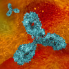 Monoclonal antibodies