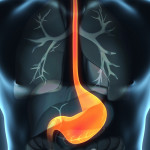 esophagus, throat, stomach, gastric, digestive tract