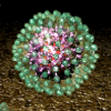 Hepatitis B virus