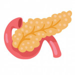 illustration pancreas and stomach