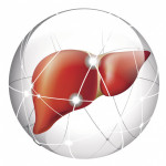 liver, liver cancer