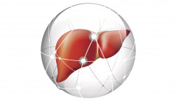 liver, liver cancer