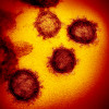 Novel coronavirus SARS-CoV-2