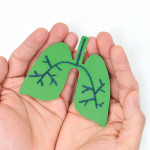 hands holding model of lungs illustration
