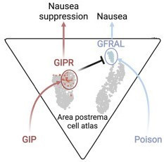 damon runyon research on understanding nausea