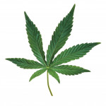 marijuana leaf