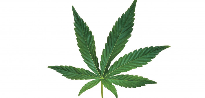 marijuana leaf