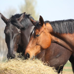 horses eating hay