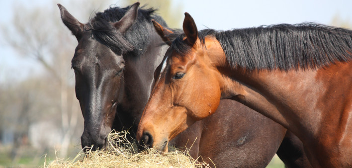 horses eating hay