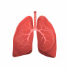 illustration of human lungs