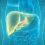 illustration liver