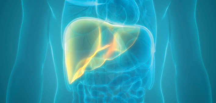 illustration liver