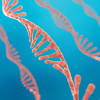 Single strand ribonucleic acid, RNA research