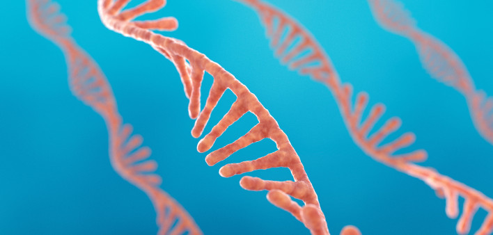 Single strand ribonucleic acid, RNA research
