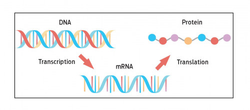 DNA replication, RNA, mRNA, protein synthesis, translation. Biological functions of DNA. medical illustration.
