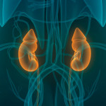 illustration of human body kidneys and bladder