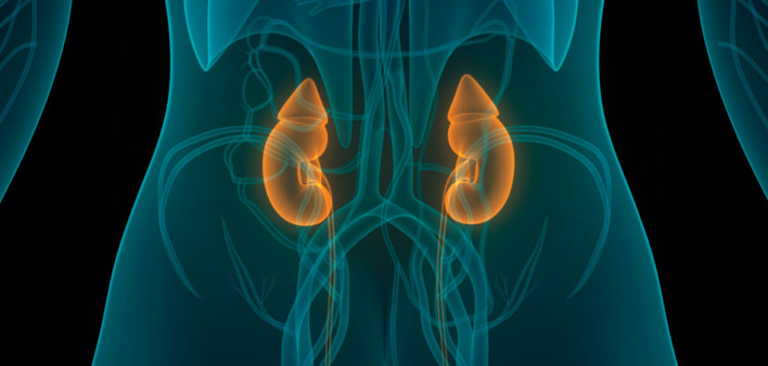 illustration of human body kidneys and bladder