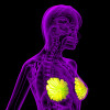 3D rendering of the breast