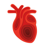 illustration of a heart