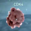 Proteins CDK4 and CDK6 can lead to uncontrolled cell division, or cancer.