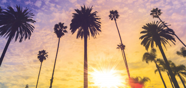 palm trees against colorful sky