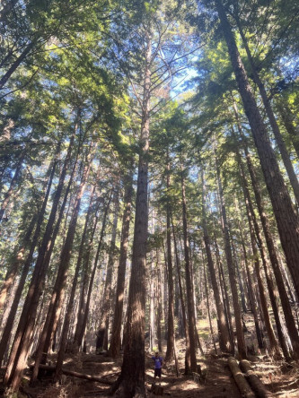 justin birckbichler in redwoods
