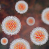 Illustration of hepatitis C virus (HCV)