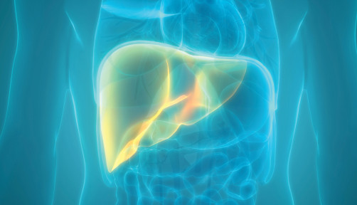 illustration liver