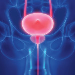prostate bladder illustration