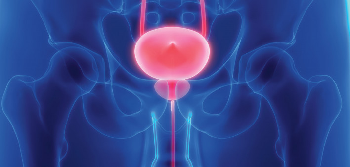 prostate bladder illustration