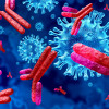 Antibodies attacking SARS-CoV-2, the coronavirus that causes COVID-19
