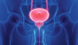 prostate bladder illustration
